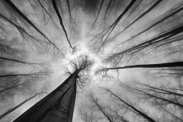 Whispers of the Woods