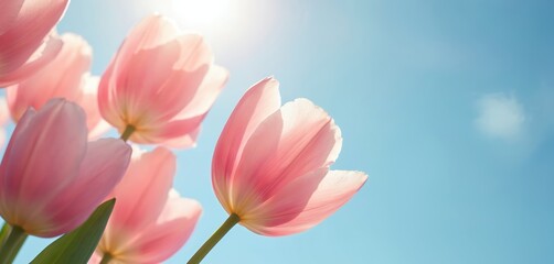 Naklejka premium Soft pink tulips bloom against a clear blue sky. Gentle sunlight illuminates translucent petals creating a bright, airy mood. This scene is perfect for spring and celebration themes.