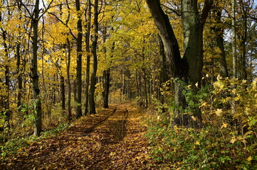 autumn in the forest