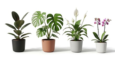 Obraz premium Collection of four potted houseplants isolated on white background