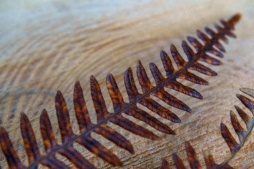 A close-up photo of a dry, brown fern frond. 