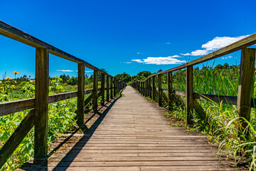 Obraz premium ponte longa de madeira em parque de Florianópolis