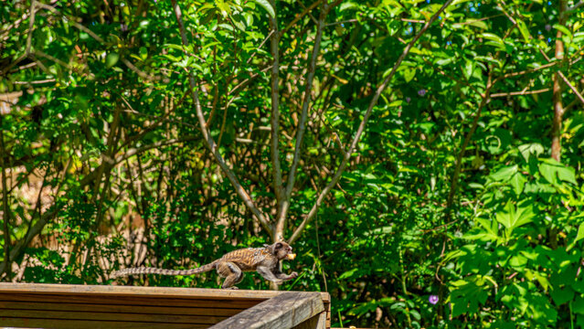 macaquinho no parque