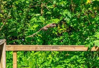 macaco pequeno saltando