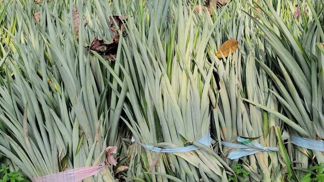 Pineapple farming in Indian village &ndash; plants bundled for field transport