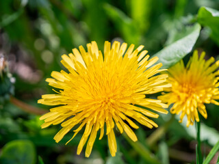 A macro shot captures the vibrant yellow of two dandelions blooming brightly among green foliage.