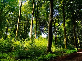 Obraz premium Sunlight Through Green Forest Trees