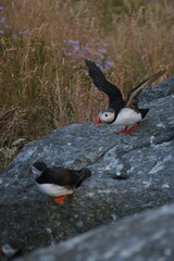 red winged puffins