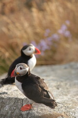 atlantic puffin or common puffin