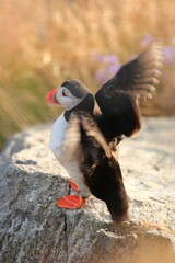puffin in the water
