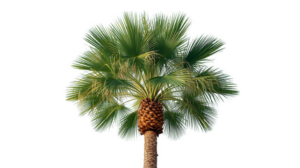 Isolate Detail of Livistona Chinensis Palm Tree Against White Background. Generative AI.