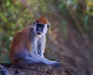 Erythrocebus patas monkey