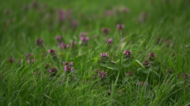 Lamium purpureum known as red dead-nettle, purple dead-nettle, or purple archange waving in the wind