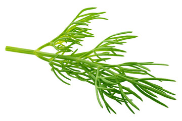 Dill isolated on white background, full depth of field