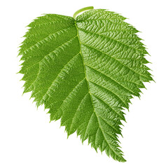 Raspberry leaves isolated on white background