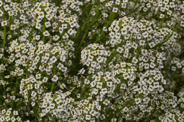 Close-up of blooming alyssum with small white and lilac flowers against green background. Fragrant blossoms and cozy garden atmosphere. Fragrant alyssum flowers against green background.