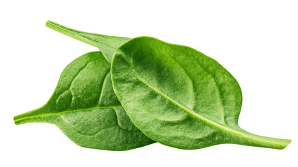 Spinach isolated, full depth of field