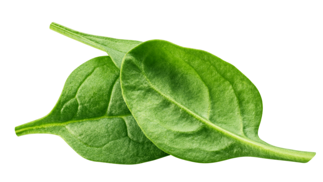Spinach isolated, full depth of field