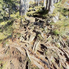 Fototapeta premium tree in the forest