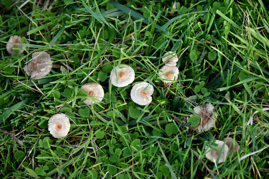 Marasmius oreades meadow honey fungus fairy ring mushroom edible flora forest autumn nature macro