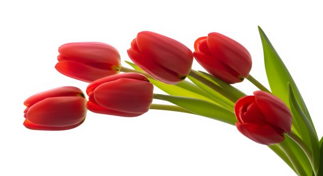 A cluster of bright red tulips with green leaves isolated on a transparent background isolated on transparent background
