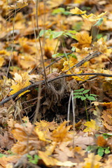 Small bird nest on branch among leaves