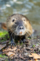 Coypu portrait on riverbank Close up of wild nutria with long whiskers on shore near water.