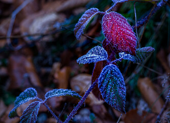close up of a flower in winter