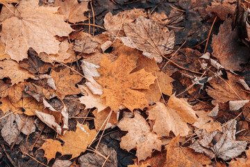 Autumn leaves texture background Orange and brown maple leaves forming natural seasonal pattern.