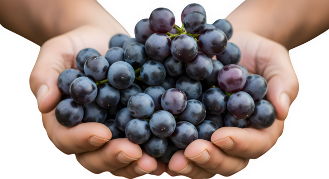 Hands holding a generous bunch of ripe dark purple grapes isolated on transparent background - Powered by Adobe