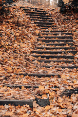 Leafy steps in autumn forest