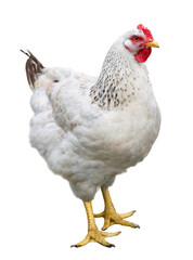 chicken on white background