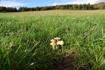 mushroom in the grass