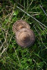 Panaeolus olivaceus mushroom small brown contains hallucinogen psilocybin flora forest autumn nature macro
