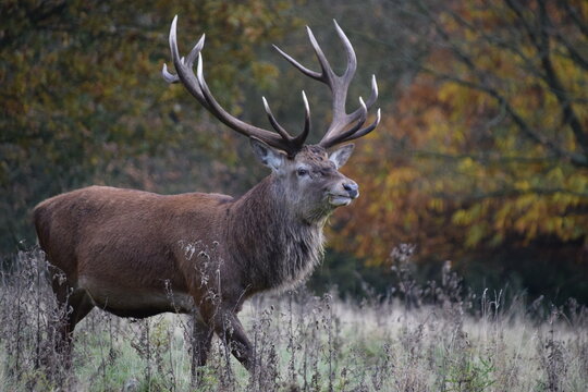 red deer stag