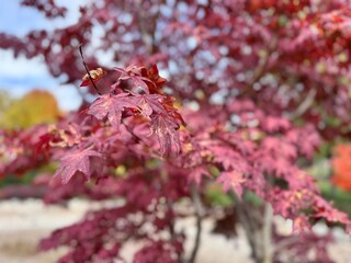 Close-up of Acer palmatum (Japanese Maple) leaves in brilliant red autumn color, captured with shallow depth of field in a landscaped garden, symbolizing seasonal beauty and tranquility.