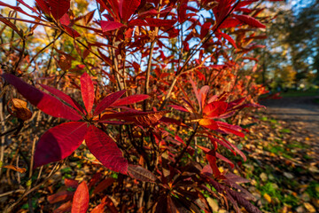 Vivid red autumn leaves illuminated by sunlight, with salmon pink buds which open with pinkish edges, showing rich colour and texture against a soft background of branches in an outdoor setting.