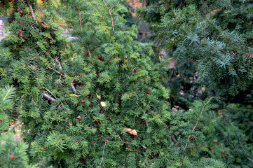 Branch European yew (Taxus baccata) with ripe red fruits.