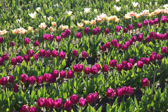 Champ de tulipes en fleurs