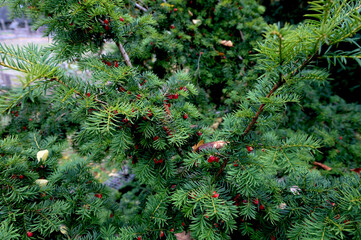 Branch European yew (Taxus baccata) with ripe red fruits.