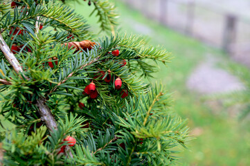 Branch European yew (Taxus baccata) with ripe red fruits.