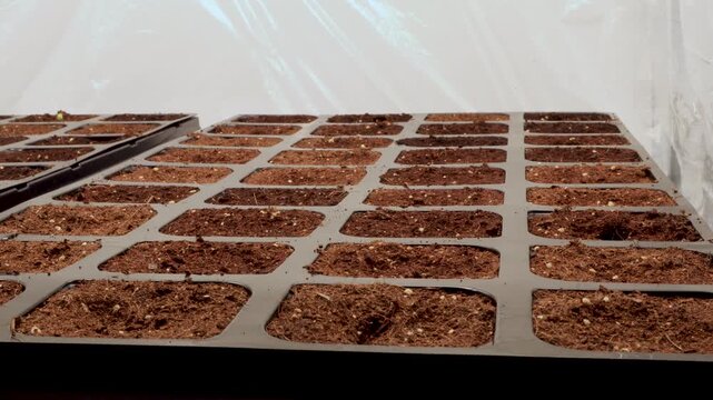 Time lapse of variety of tomato seedlings germinating in seed starter trays while other veggies like zucchinis and squash getting yellowish struggling to grow.