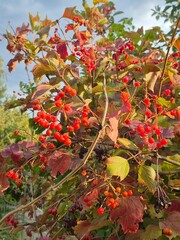 The berries of a red viburnum bush.
