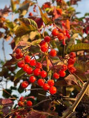 The berries of a red viburnum bush.