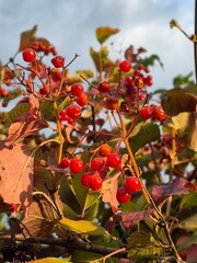 The berries of a red viburnum bush.
