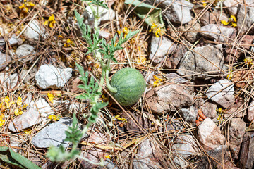 Growing watermellon