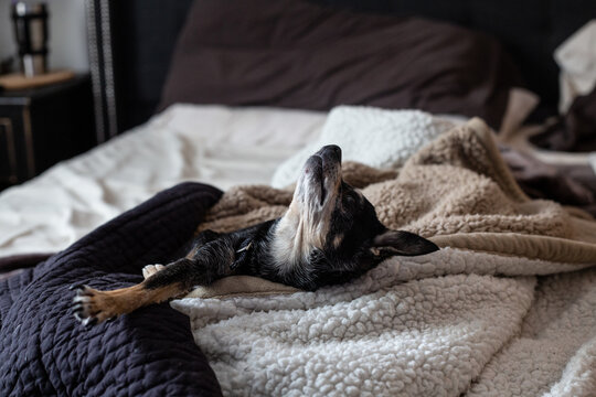 Sleeping chihuahua, pampered baby - Powered by Adobe