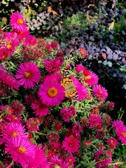 A beautiful butterfly sits on an autumn chrysanthemum flower.