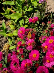 A beautiful butterfly sits on an autumn chrysanthemum flower.