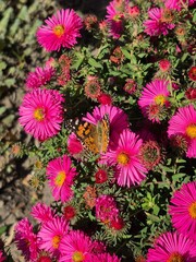 A beautiful butterfly sits on an autumn chrysanthemum flower.